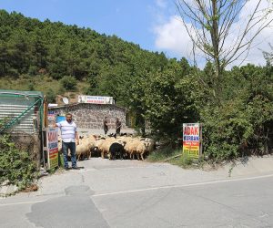 En Yakın Kurbanlık Koç