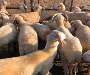 Ucuz Kurban Kesim Yeri