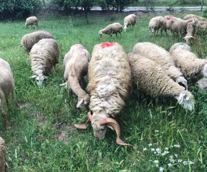 En Yakın Kurbanlık Koyun