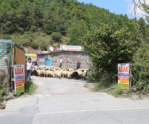 En Yakın Ucuz Kurbanlık