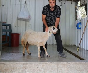 Ucuz Adak Kesim Yeri