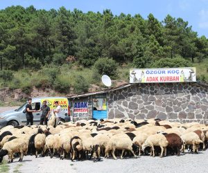 En Yakın Kurbanlık Kuzu