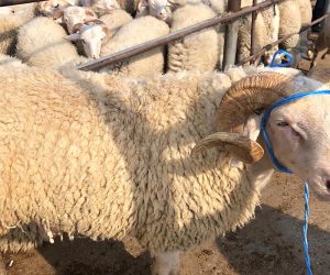 Ucuz Adak Kurbanlık