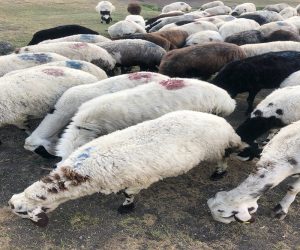 Ucuz Adak Fiyatları